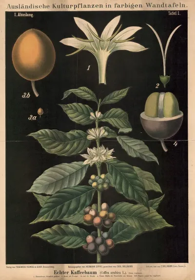 Echter Kaffeebaum Coffea Arabica L