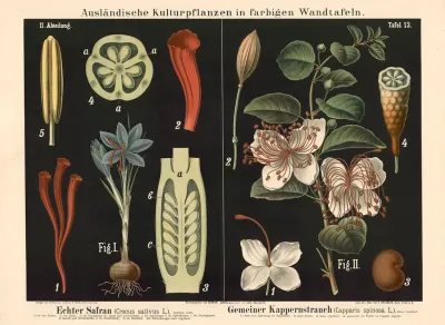Echter Safran Crocus Sativus L Gemeiner Kappernstrauch Capparis Spinosa L