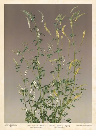 Echter Steinklee Honigklee Weisser Steinklee Honigkleemelilotus Officinalis Desr Melilotus Albus Desr