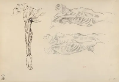 Ecorche Three Studies Of A Male Cadaver