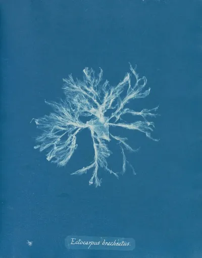 Ectocarpus Brachiatus 2