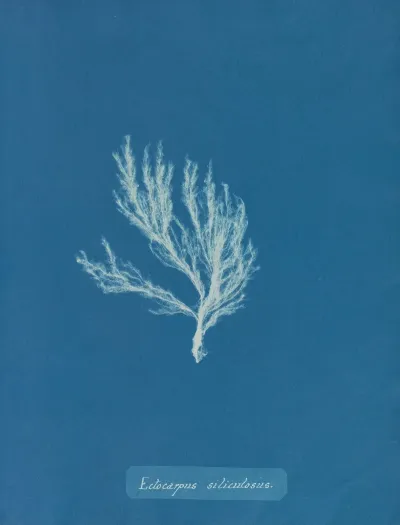 Ectocarpus Siliculosus