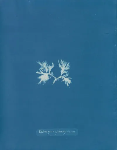 Ectocarpus Sphaerophorus