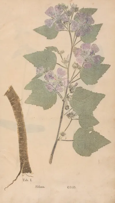 Ectypa Vegetabilium Pl 001