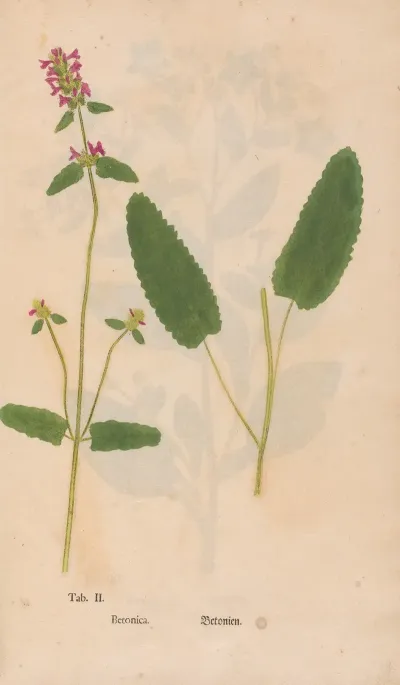 Ectypa Vegetabilium Pl 002
