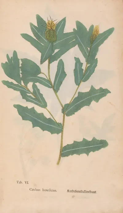 Ectypa Vegetabilium Pl 006