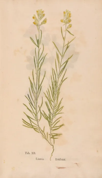 Ectypa Vegetabilium Pl 012
