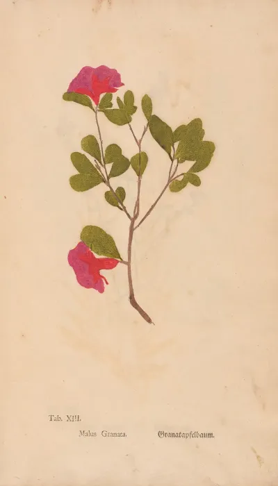 Ectypa Vegetabilium Pl 013