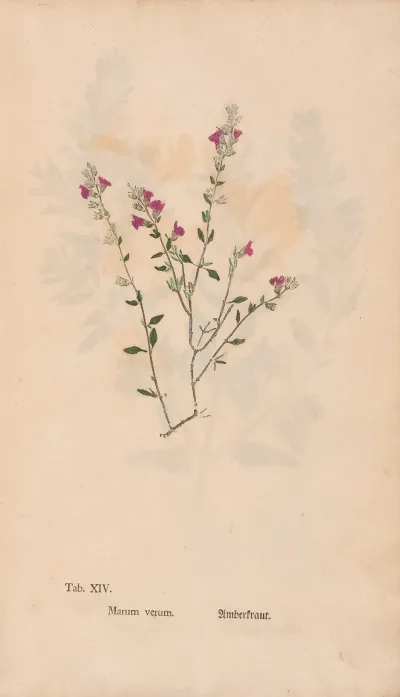 Ectypa Vegetabilium Pl 014