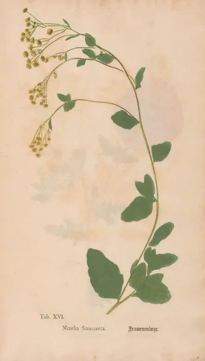 Ectypa Vegetabilium Pl 016