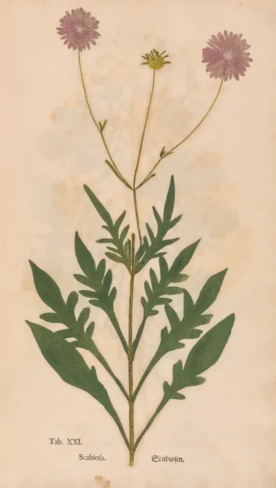 Ectypa Vegetabilium Pl 021