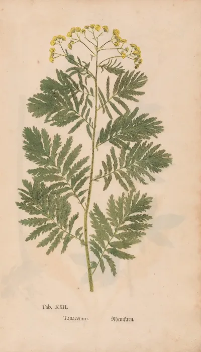 Ectypa Vegetabilium Pl 022