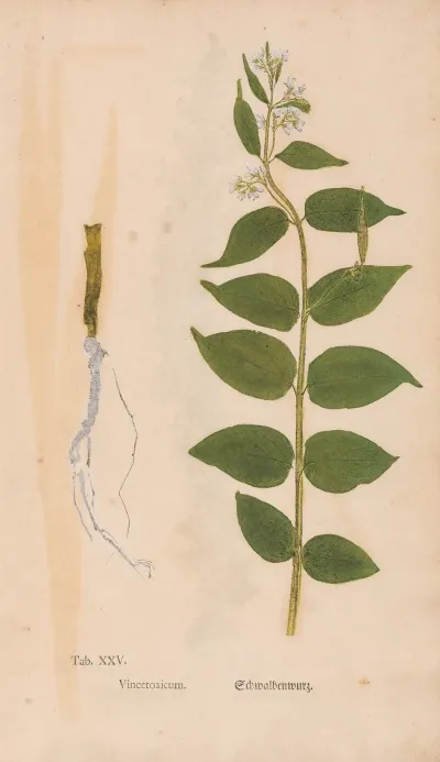 Ectypa Vegetabilium Pl 025
