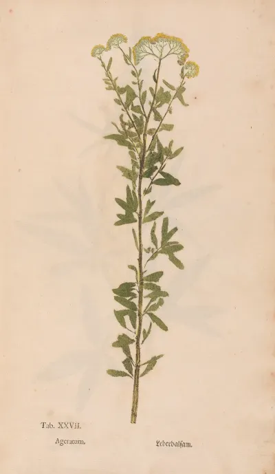 Ectypa Vegetabilium Pl 027