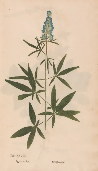 Ectypa Vegetabilium Pl 028