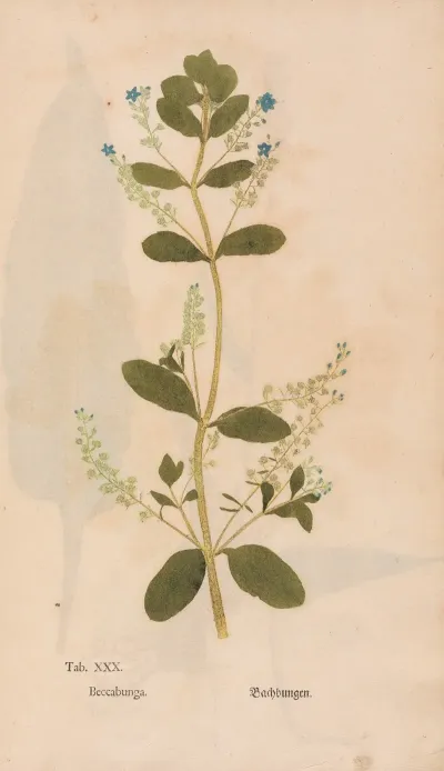 Ectypa Vegetabilium Pl 030
