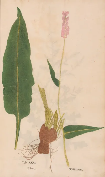 Ectypa Vegetabilium Pl 031