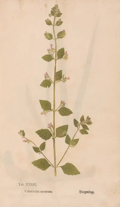 Ectypa Vegetabilium Pl 033
