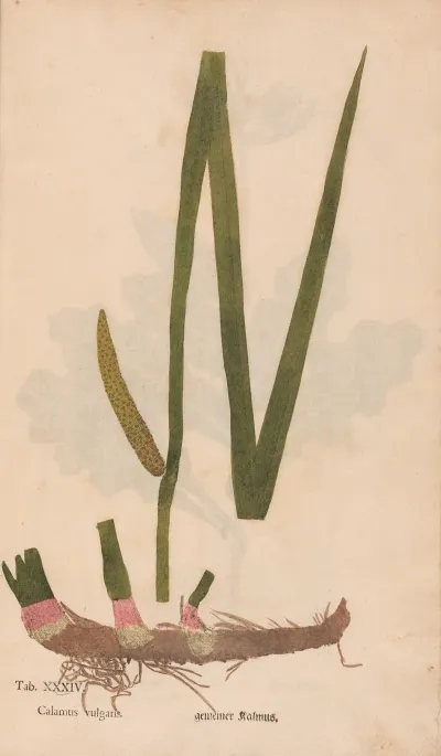 Ectypa Vegetabilium Pl 034