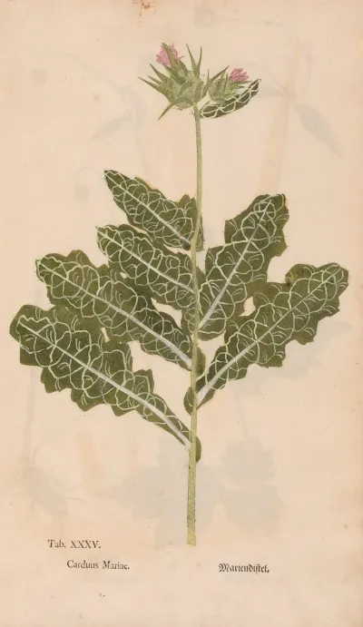 Ectypa Vegetabilium Pl 035