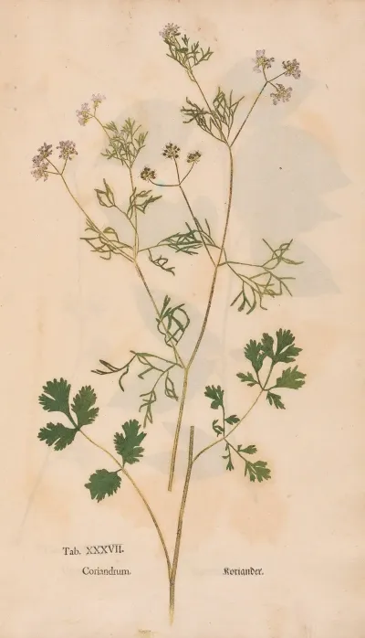 Ectypa Vegetabilium Pl 037