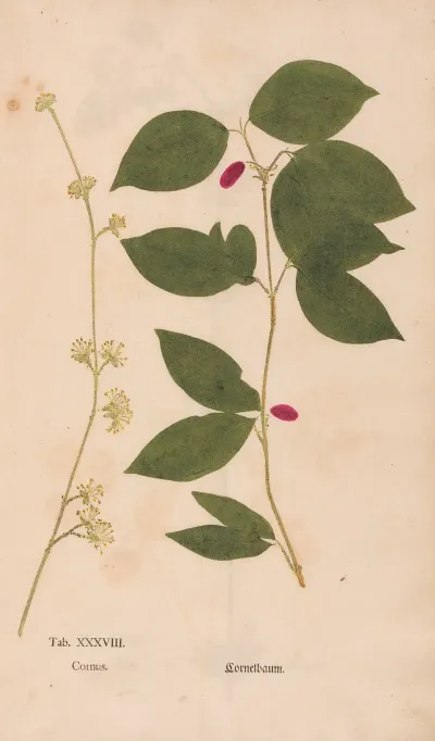 Ectypa Vegetabilium Pl 038