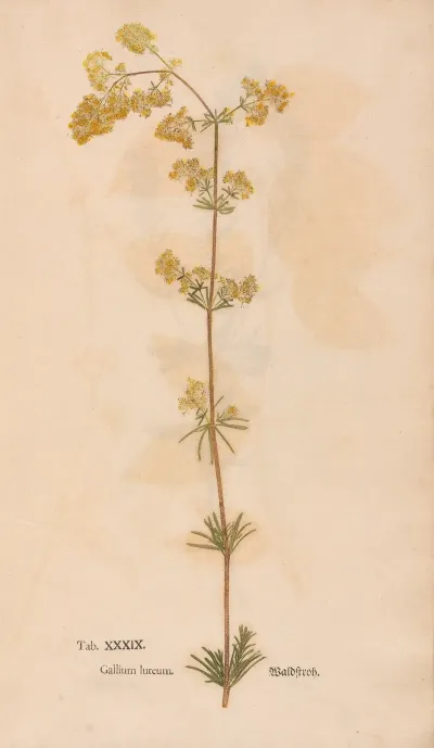 Ectypa Vegetabilium Pl 039
