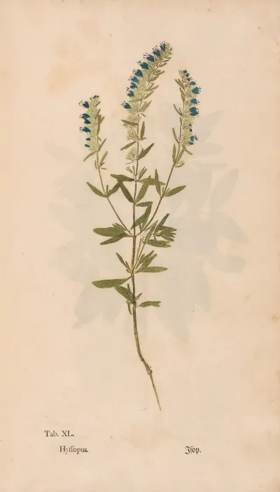 Ectypa Vegetabilium Pl 040