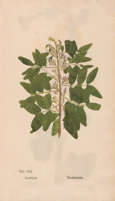 Ectypa Vegetabilium Pl 041