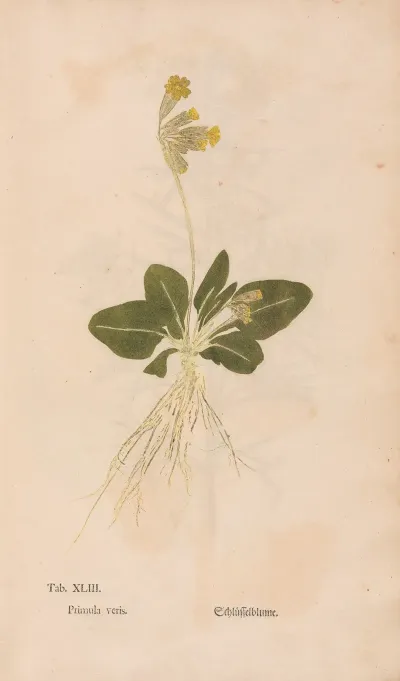 Ectypa Vegetabilium Pl 043