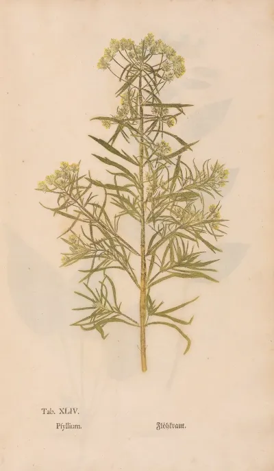 Ectypa Vegetabilium Pl 044
