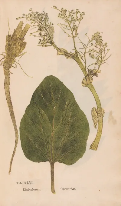 Ectypa Vegetabilium Pl 046