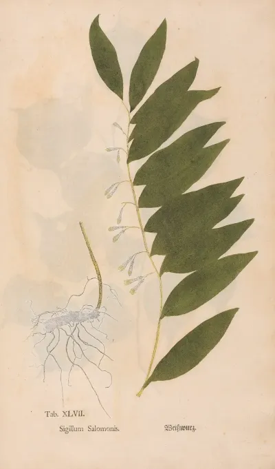 Ectypa Vegetabilium Pl 047