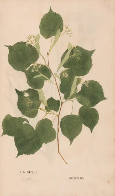 Ectypa Vegetabilium Pl 048