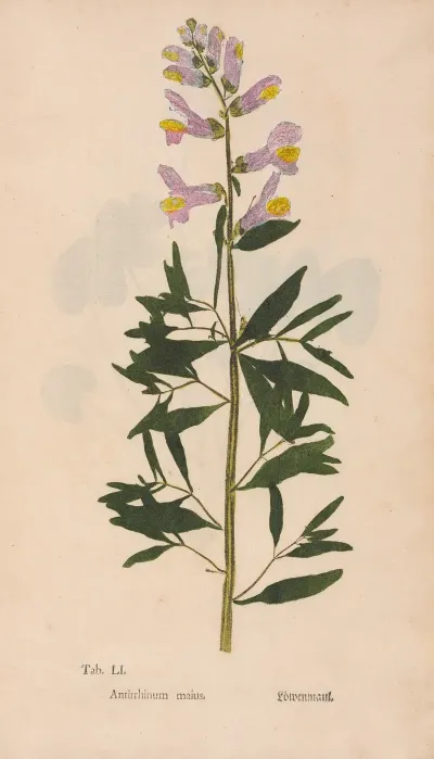 Ectypa Vegetabilium Pl 051