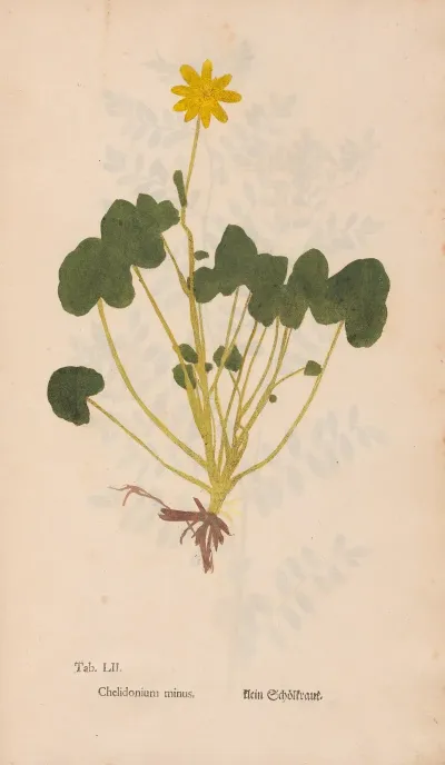 Ectypa Vegetabilium Pl 052