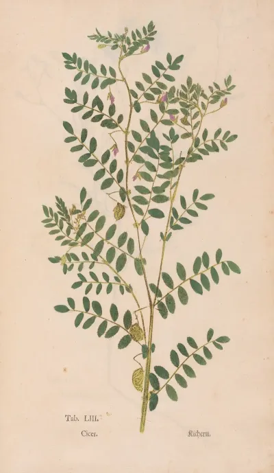 Ectypa Vegetabilium Pl 053
