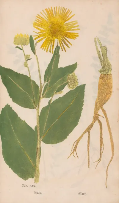 Ectypa Vegetabilium Pl 059