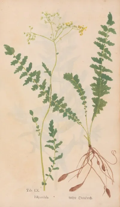 Ectypa Vegetabilium Pl 060