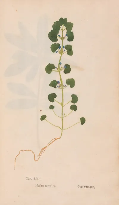 Ectypa Vegetabilium Pl 062