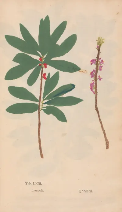Ectypa Vegetabilium Pl 063
