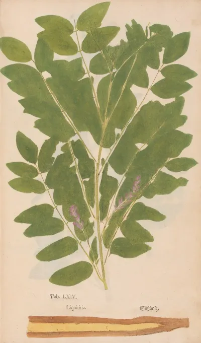 Ectypa Vegetabilium Pl 064