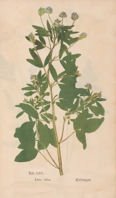 Ectypa Vegetabilium Pl 065