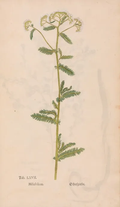 Ectypa Vegetabilium Pl 067