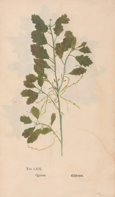 Ectypa Vegetabilium Pl 069