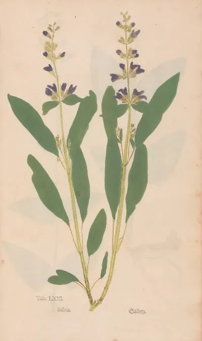 Ectypa Vegetabilium Pl 071