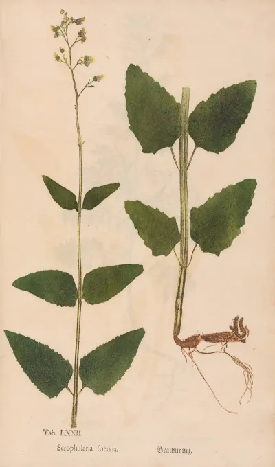 Ectypa Vegetabilium Pl 072