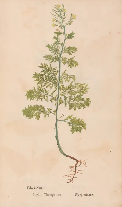 Ectypa Vegetabilium Pl 073