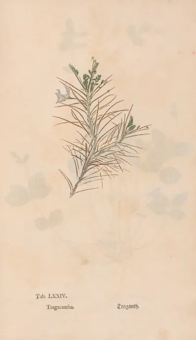 Ectypa Vegetabilium Pl 074
