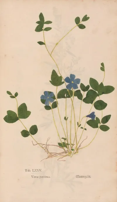 Ectypa Vegetabilium Pl 075